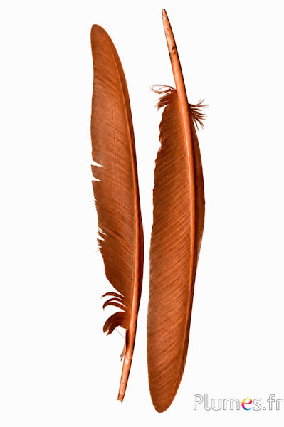 Zwaan - 35-40 cm - cognac